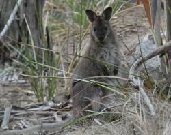 Wallaby at Mount Nelson